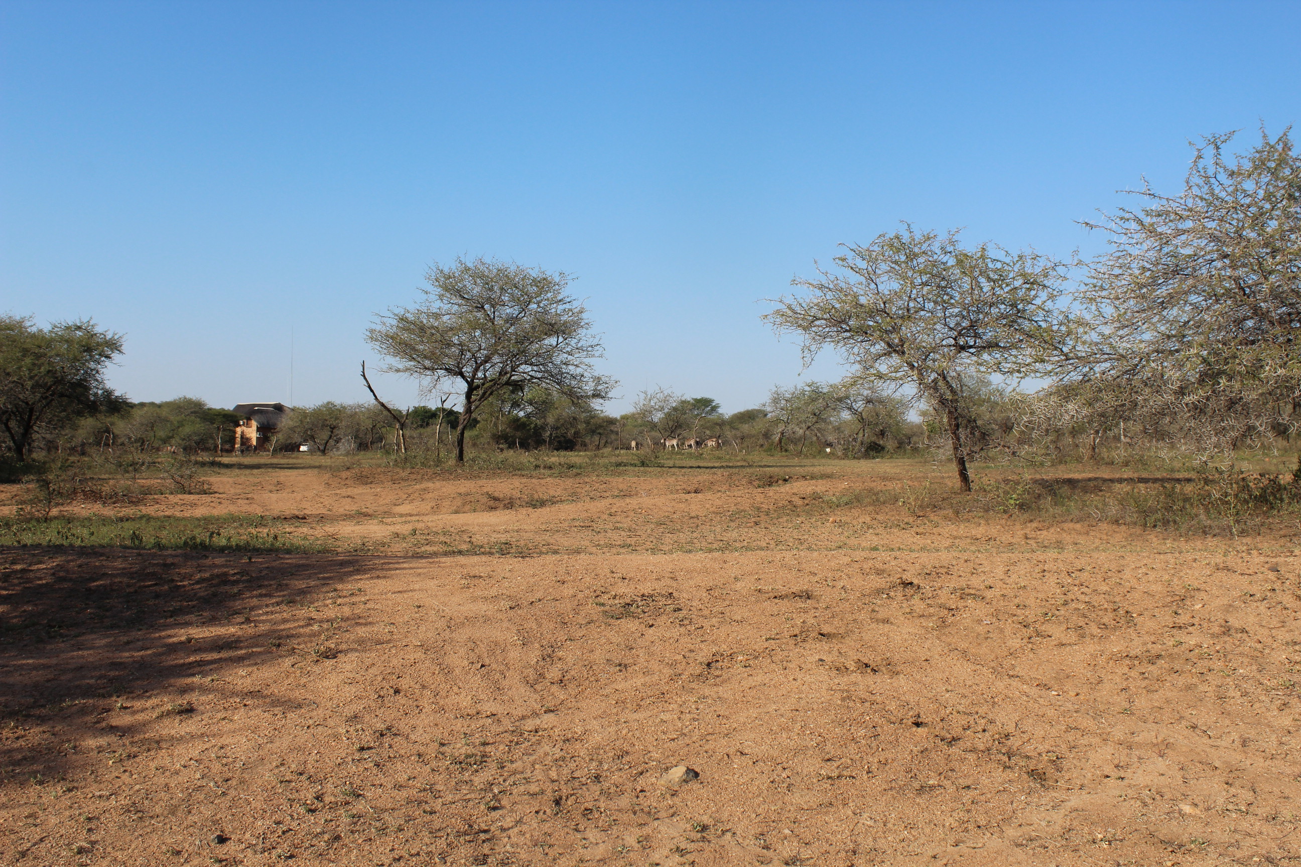 Culling causes distress in Marloth Park | Lowvelder