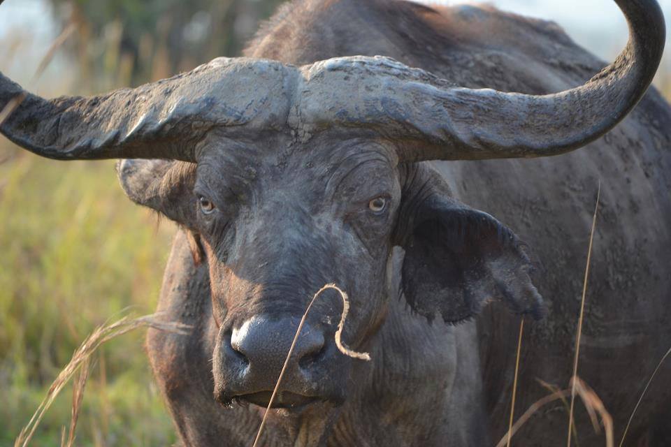More Culled Animals To Be Processed In Kruger Abattoir For Meat Gifts Lowvelder