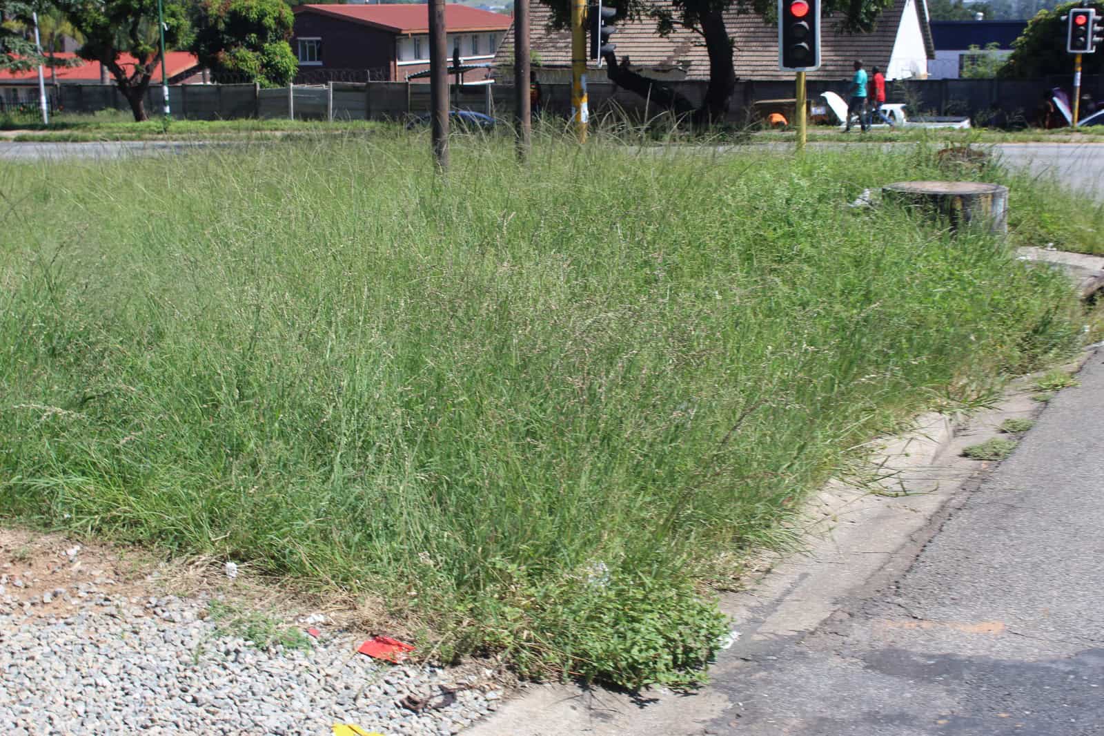 The overgrown grass in Mbombela.