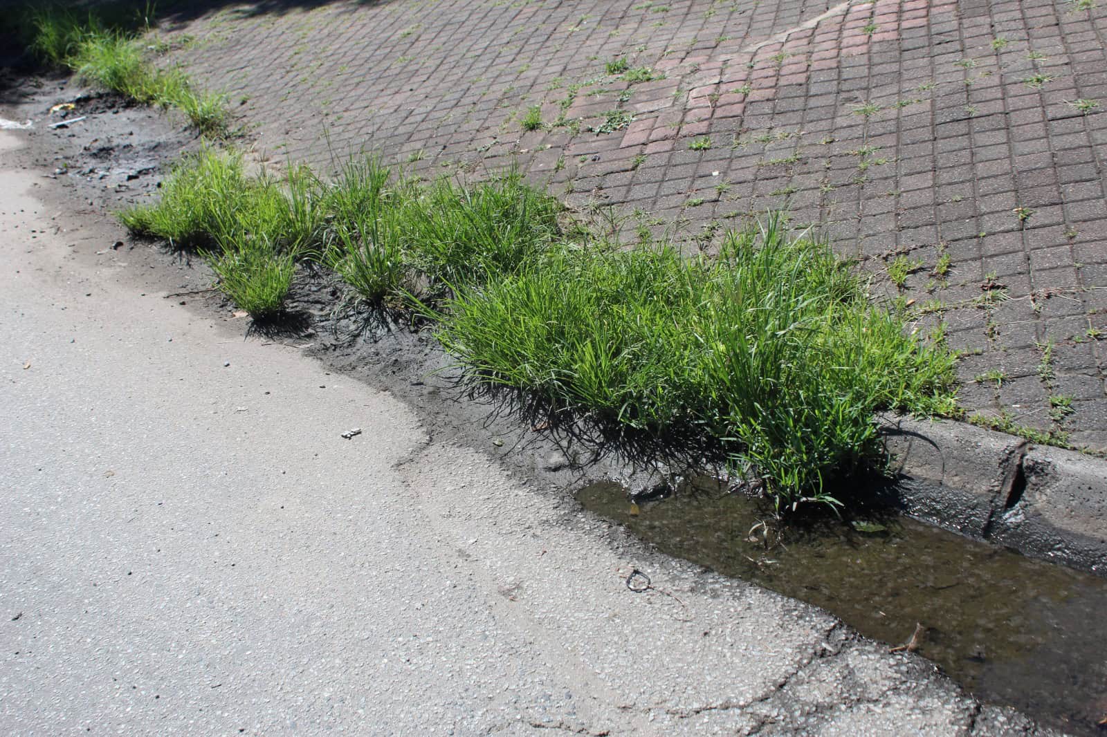 A stormwater drain blocked by debris on the Old Pretoria Road